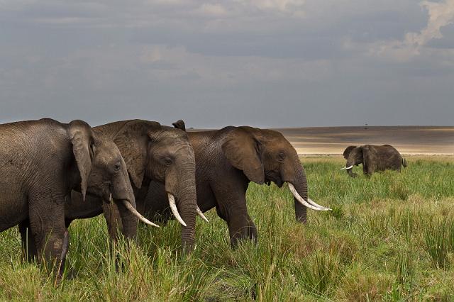 051 Kenia, Masai Mara, olifanten.jpg